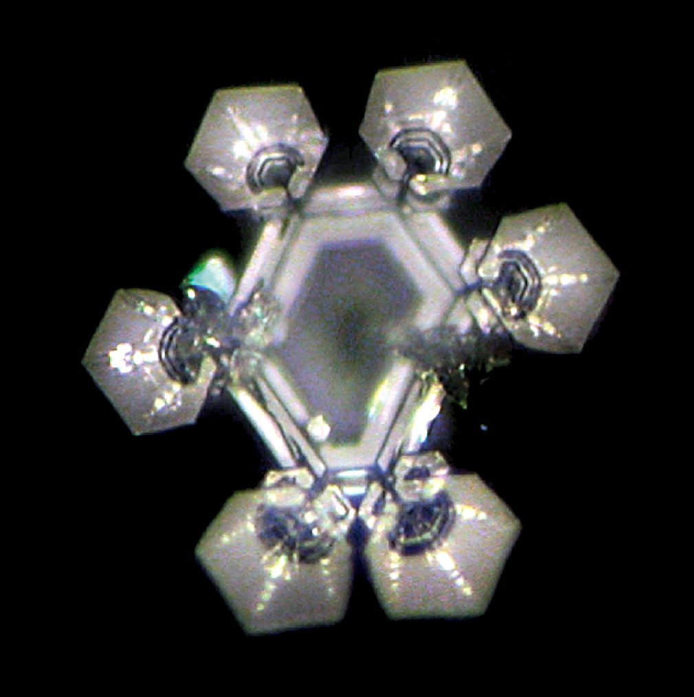 Cotula-CrystalgVvjXlPCdYjnP